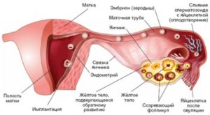 Чувствую яичник после овуляции