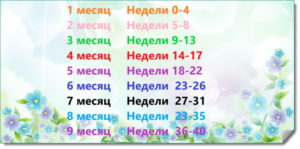 7 месяцев беременности это сколько в неделях беременности