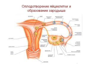 Может ли подняться температура при оплодотворении яйцеклетки