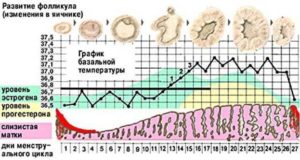 Менструация в 55 лет