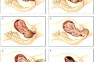 Сколько дней сокращается матка после родов у женщин