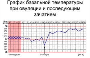 Если зачатие произошло какая должна быть базальная температура