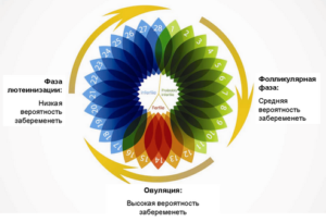 Вероятность забеременеть в какие дни больше