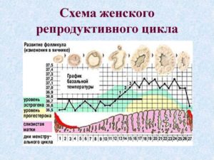 Цикл больше 35 дней почему