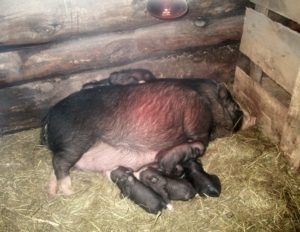 Признаки беременности вьетнамской свиньи