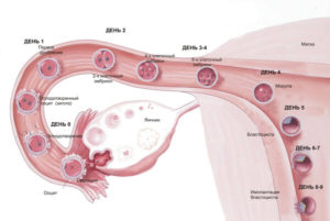 Через сколько дней оплодотворенная яйцеклетка прикрепляется к матке