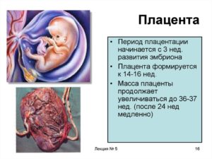 К какой неделе формируется плацента при беременности