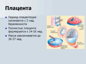 Во сколько недель формируется плацента при беременности