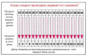 На какой день овуляция при цикле 27 дней