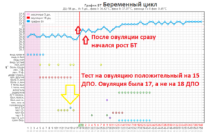 Месячные сразу после овуляции