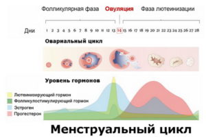 В день овуляции кровь