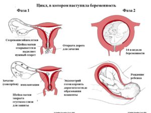 Возможно ли почувствовать зачатие