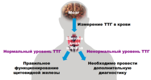 Как понизить ттг быстро