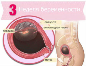 Симптомы беременности на 3 4 неделе