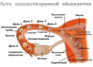 В течение какого времени происходит оплодотворение после зачатия