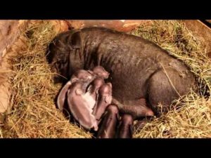 Первый опорос вьетнамских свиней