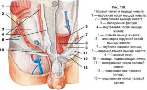 Болят мышцы в паху между ног при беременности