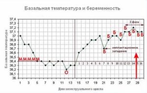 Если зачатие произошло какая должна быть базальная температура