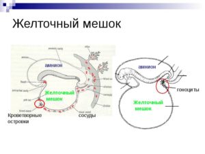 Желточный мешок что это