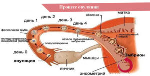 Если произошло зачатие до овуляции будет ли овуляция