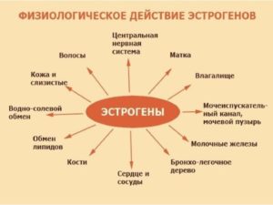 Как увеличить уровень эстрогена народными средствами у женщин