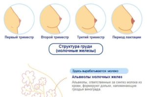 Когда начинает грудь набухать при беременности