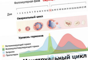 Можно ли за 2 дня до месячных забеременеть