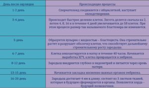 В течение какого времени происходит оплодотворение после зачатия