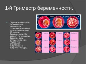 Что такое триместры при беременности