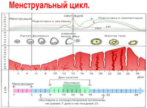 Можно ли забеременеть при отсутствии месячных 3 месяца