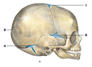 Сколько формируется череп у новорожденного
