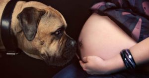 Чувствуют ли собаки беременность хозяйки