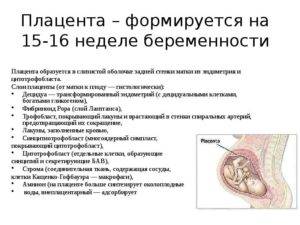 Признаки замершей беременности на 16 неделе беременности