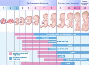 5 6 недель беременности ощущения