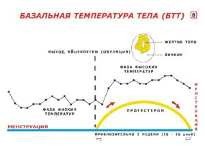 Овуляция температура тела 37