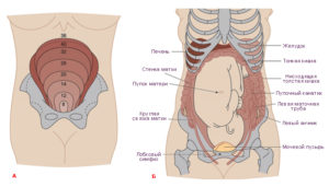 Матка слева при беременности