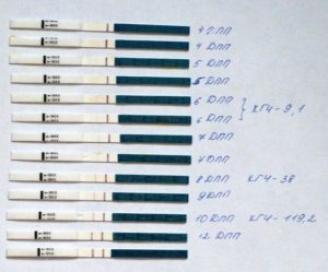 Ощущения по дням после переноса эмбрионов пятидневок форум