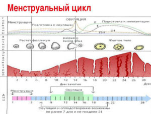 Можно ли забеременеть за 8 дней до овуляции