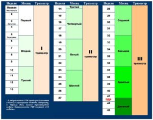 7 акушерских недель это сколько месяцев беременности