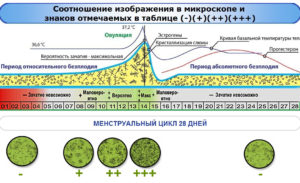 Определить овуляцию по слюне