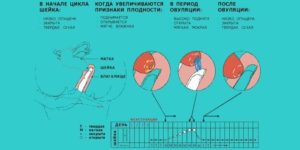 Шейка матки при овуляции