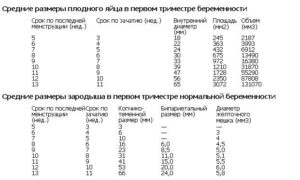 Размер плодного яйца 3 недели от зачатия