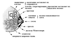 Почему молоко приходит только в одну молочную железу