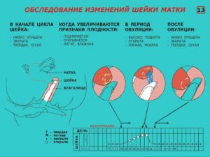 Очень твердая шейка матки