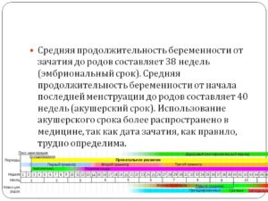 Акушерская и эмбриональная недели разница