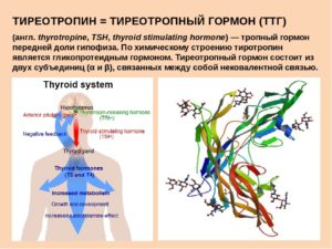 Тиротропин повышенный у женщин