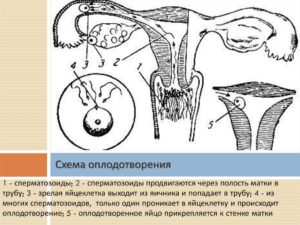 Через какое время оплодотворенная яйцеклетка прикрепляется к матке