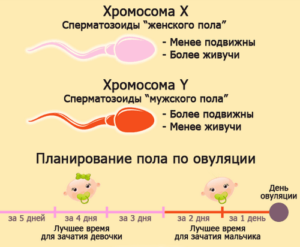 За два дня до овуляции можно ли забеременеть