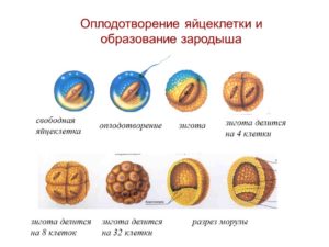 Какие могут быть ощущения при оплодотворении яйцеклетки