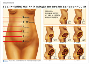 Можно ли прощупать матку на 10 неделе беременности